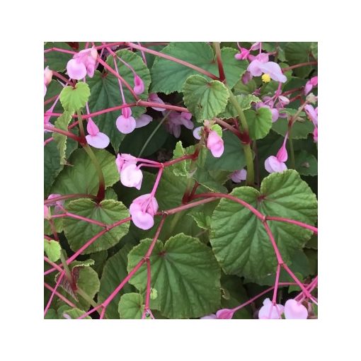 Begonia grandis ssp. evansiana - Télálló begónia