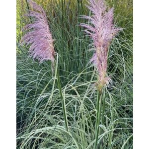   Cortaderia selloana Pink Phantom - Tarka levelű rózsaszín pampafű