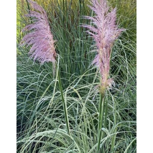 Cortaderia selloana Pink Phantom - Tarka levelű rózsaszín pampafű