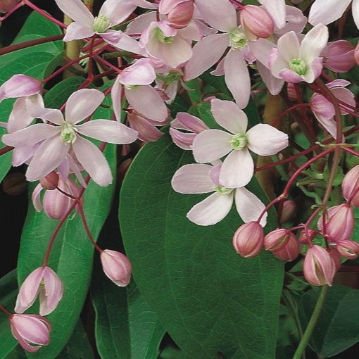 Clematis armandii Hendersonii Rubra - Örökzöld klemátisz