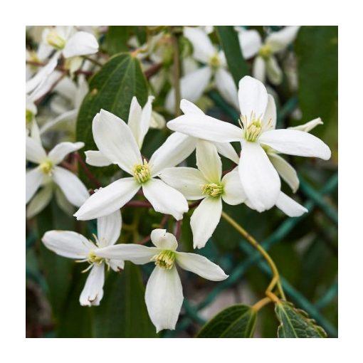 Clematis armandii Snowdrift - Örökzöld klemátisz