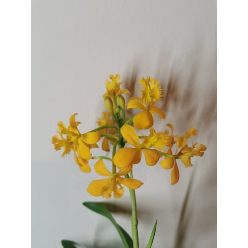 Epidendrum ibaguense sp. 4