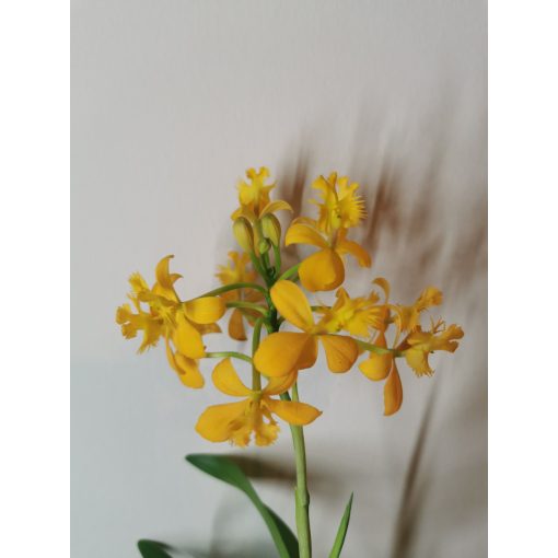 Epidendrum ibaguense sp. 4