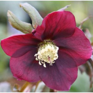 Helleborus orientalis Hello Red - Hunyor