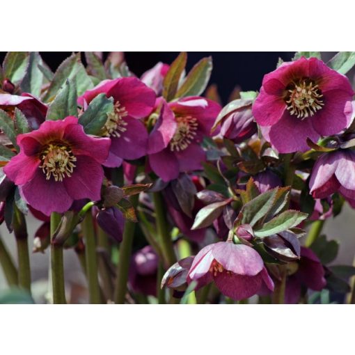 Helleborus orientalis Hello Red - Hunyor