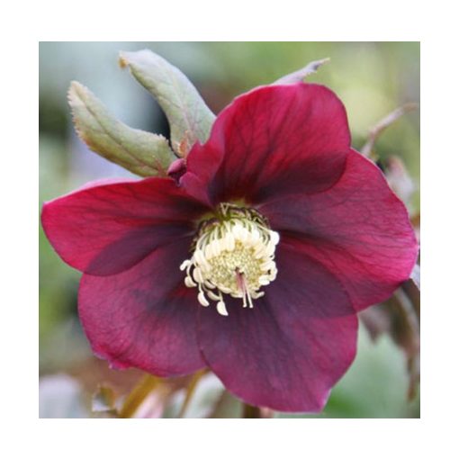 Helleborus orientalis Hello Red - Hunyor