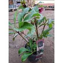 Helleborus orientalis Hello Red - Hunyor