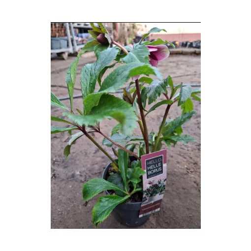 Helleborus orientalis Hello Red - Hunyor