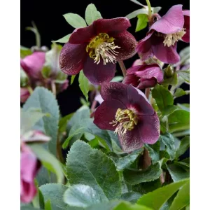 Helleborus orientalis Hello Ruby - Keleti hunyor