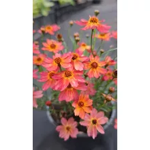 Coreopsis verticillata Limerock Dream - Menyecskeszem