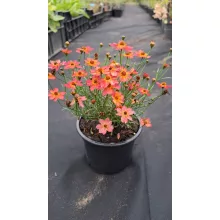 Coreopsis verticillata Limerock Dream - Menyecskeszem