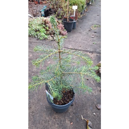 Abies concolor - Kolorádói jegenyefenyő