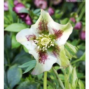 Helleborus orientalis Hello White - Hunyor