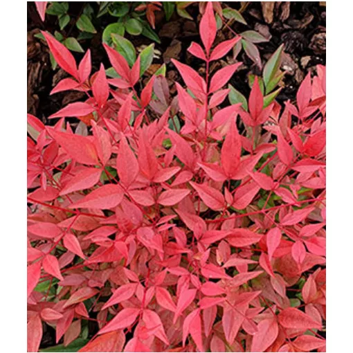 Nandina domestica Obsessed - Japán szentfa