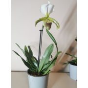 Papucsorchidea - Paphiopedilum leeanum