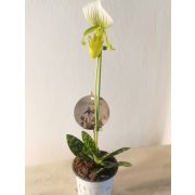 Papucsorchidea - Paphiopedilum 'Maudiae Femma'