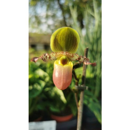 Papucsorchidea - Paphiopedilum 'Pinocchio'