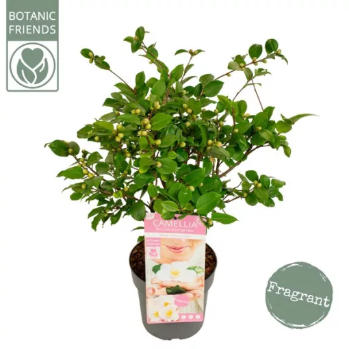 Camellia japonica Winter Perfume Pearl - Japán kamélia