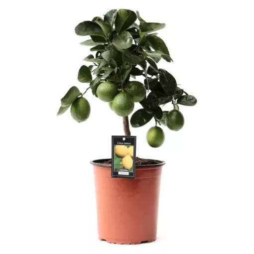Citrus x meyeri Meyer (p19)