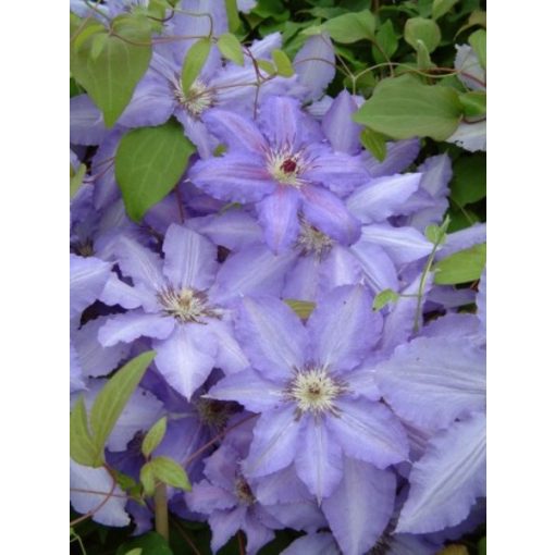 Clematis Alice Fisk - Klemátisz