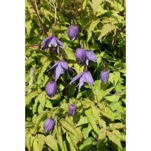 Clematis alpina - Klemátisz