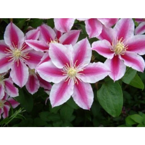 Clematis Angela - Klemátisz