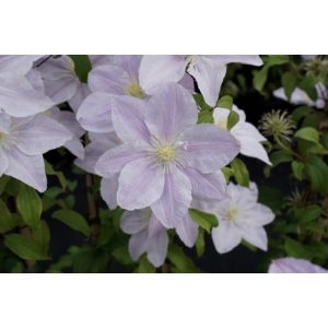 Clematis Bellissima - Klemátisz