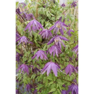Clematis Blue Bird - Klemátisz