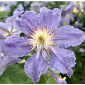 Clematis Blue Diamond - Klemátisz