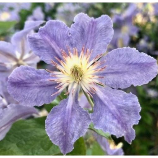 Clematis Blue Diamond - Klemátisz