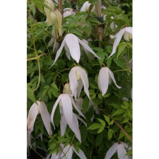 Clematis Broughton Bride - Klemátisz