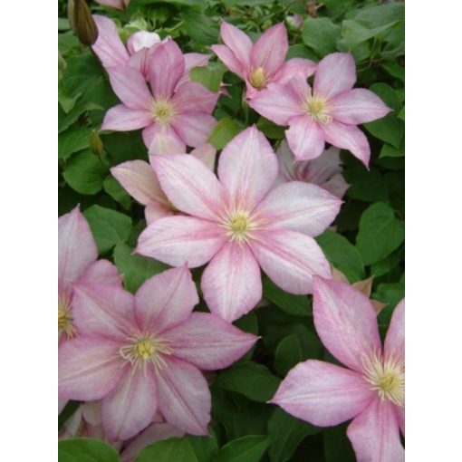 Clematis Caroline - Klemátisz