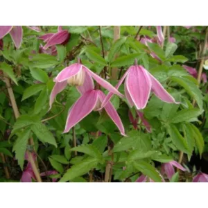 Clematis Columella - Klemátisz