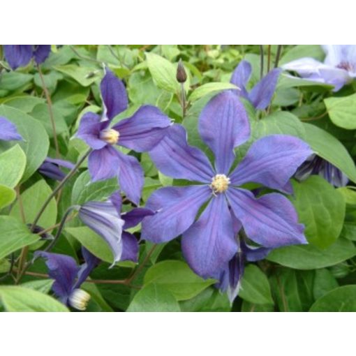 Clematis Durandii - Klemátisz