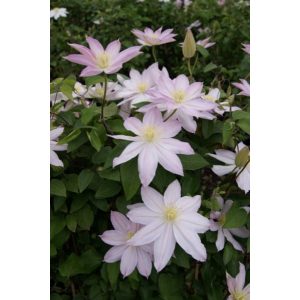 Clematis Etoile Nacré - Klemátisz