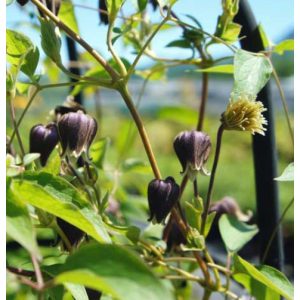 Clematis fusca - Klemátisz