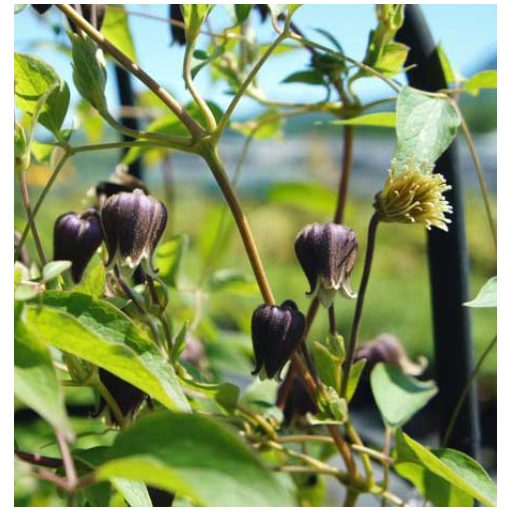 Clematis fusca - Klemátisz