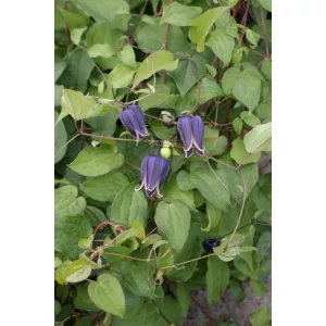 Clematis fusca var violacea - Klemátisz