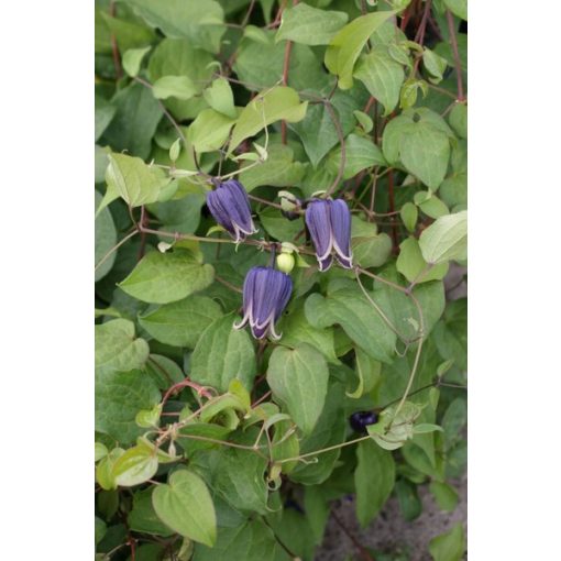 Clematis fusca var violacea - Klemátisz