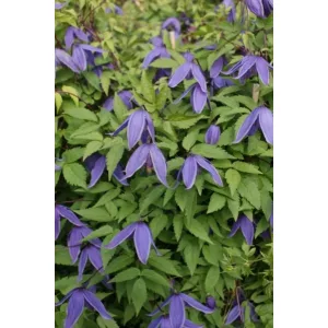 Clematis Helsingborg - Klemátisz