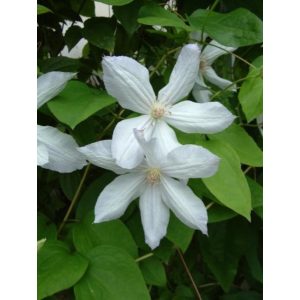 Clematis jackmanii Alba - Klemátisz