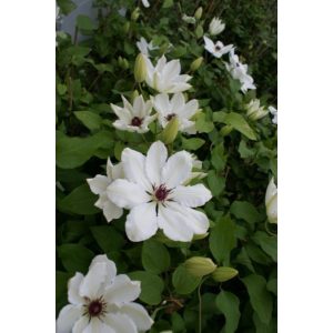 Clematis James Mason - Klemátisz