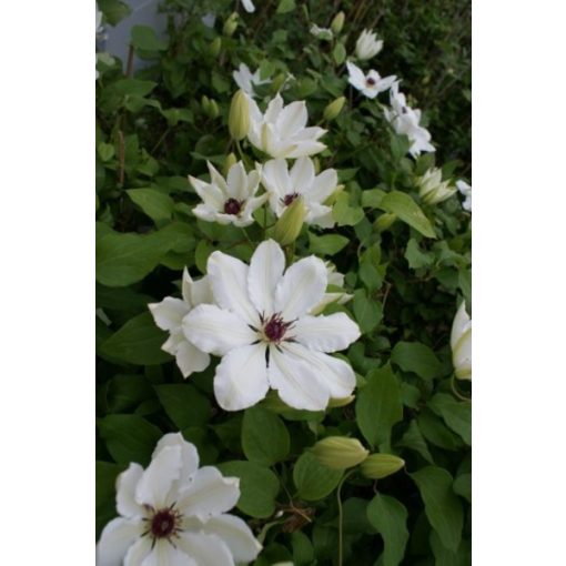 Clematis James Mason - Klemátisz