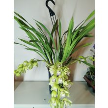 Csüngő cymbidium - Cymbidium cascade Thana