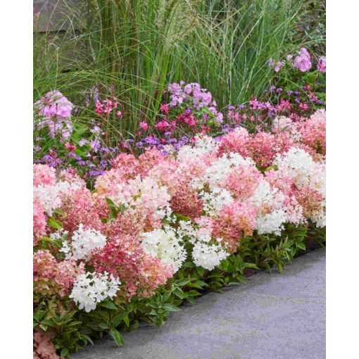 Hydrangea paniculata Groundbreaker Blush - Talajtakaró bugás hortenzia