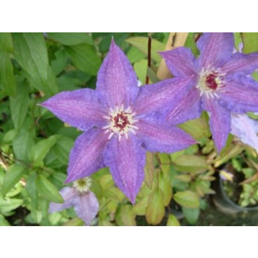 Clematis Kathleen Dunford - Klemátisz