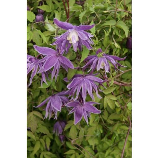 Clematis macropetala - Klemátisz