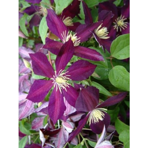 Clematis Mikelite - Klemátisz