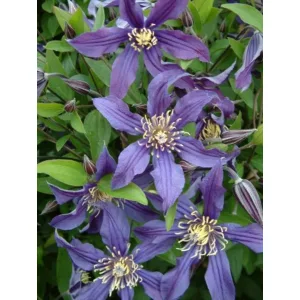 Clematis Mississippi River - Klemátisz