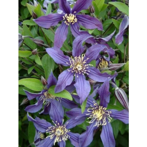 Clematis Mississippi River - Klemátisz